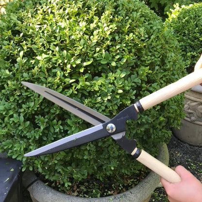 Niwaki Topiary Shears being used to trim boxwood