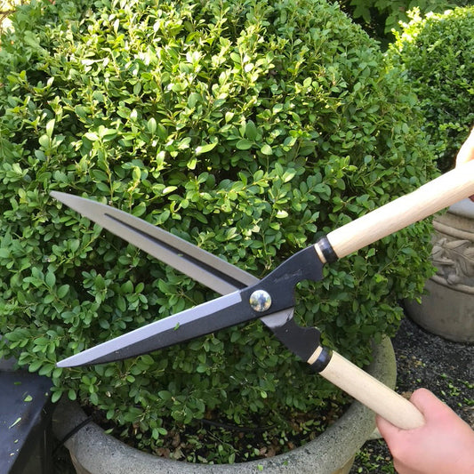 Niwaki Topiary Shears being used to trim boxwood