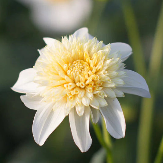 Dahlia 'Platinum Blonde'