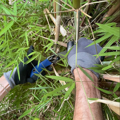 Silky Pocketboy Fine Tooth Saw being used to cut bamboo stalks