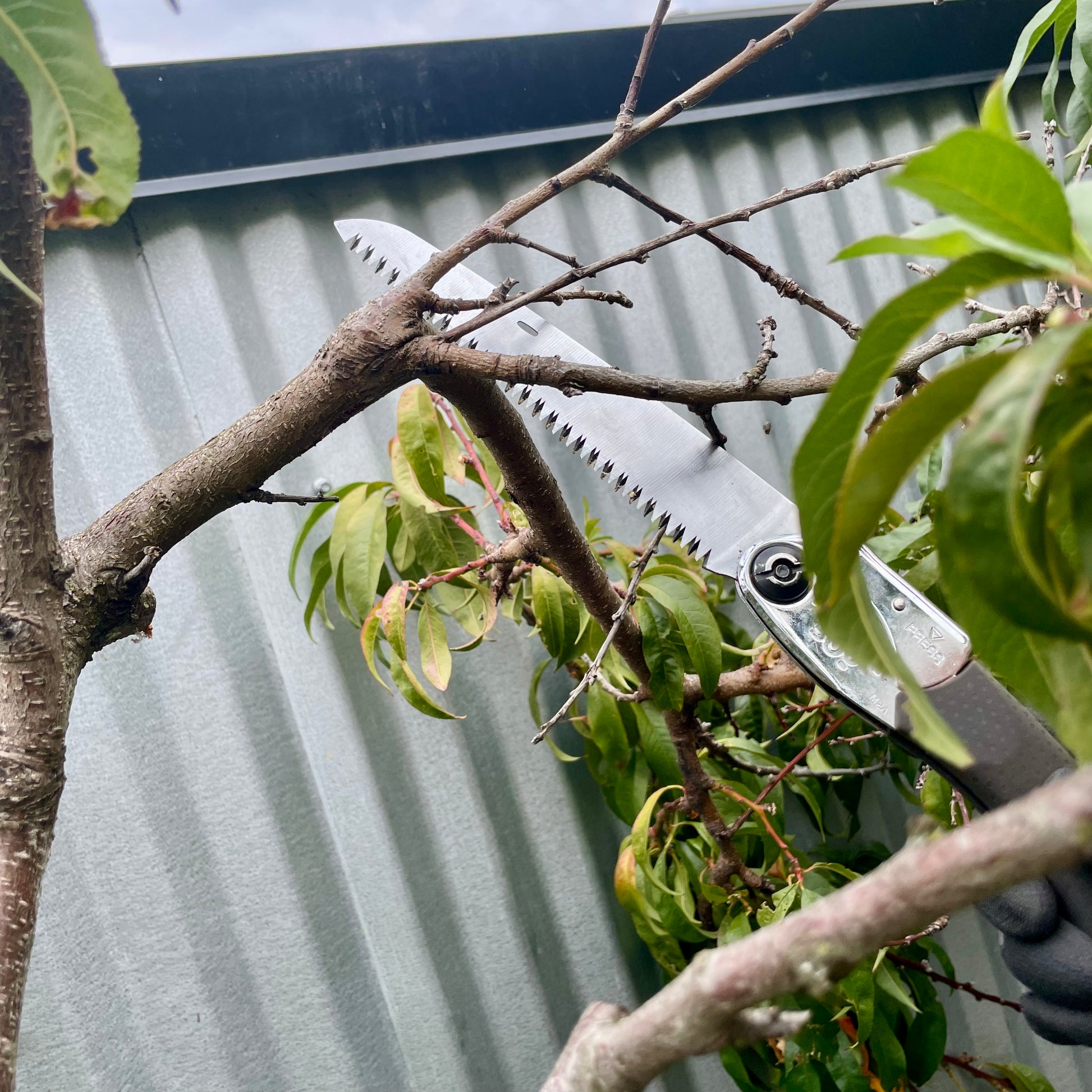 A close-up action shot of a person using a silky pocketboy pruning saw to cut a woody branch