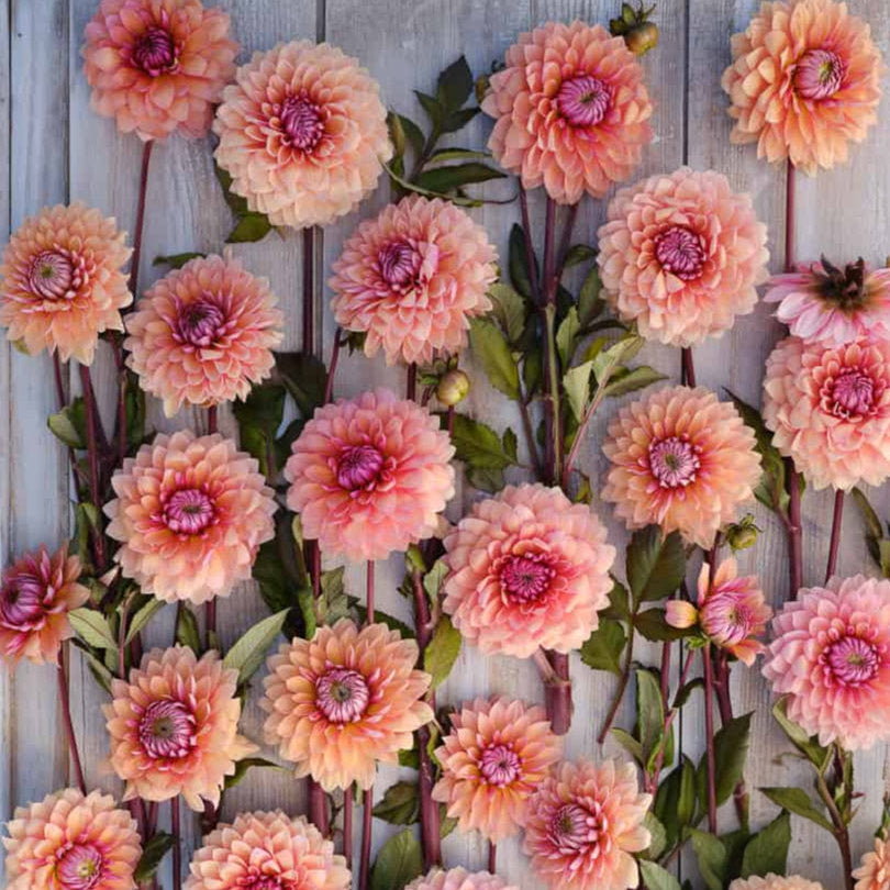Dahlia 'Sweet Sanne'