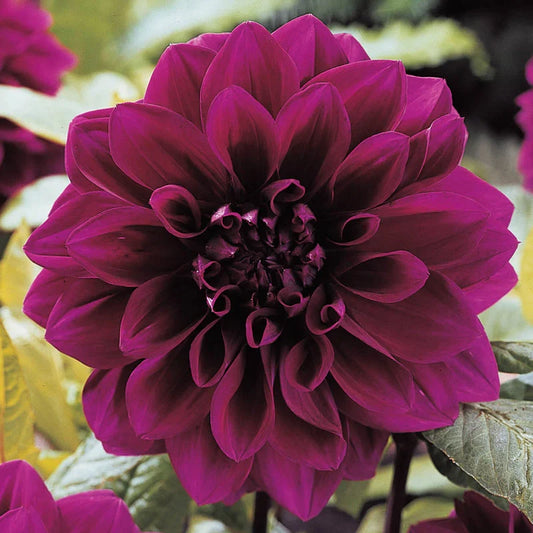 Dahlia 'Thomas Edison'