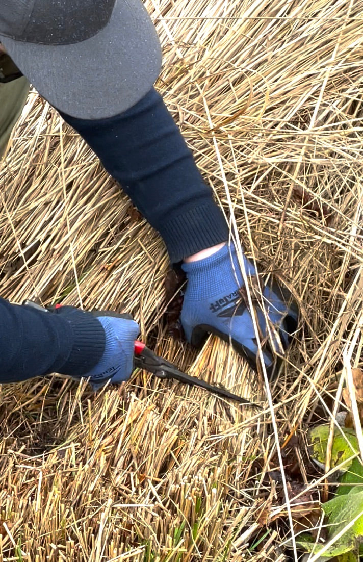 Tobisho Barracuda Clippers being used to cut tall grass