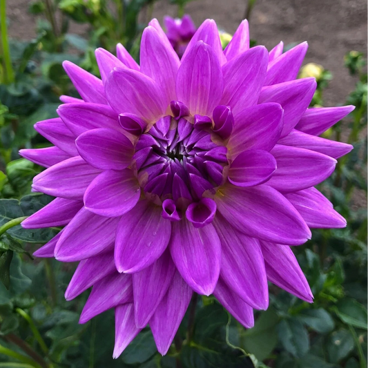 Dahlia 'Worton Blue Streak'