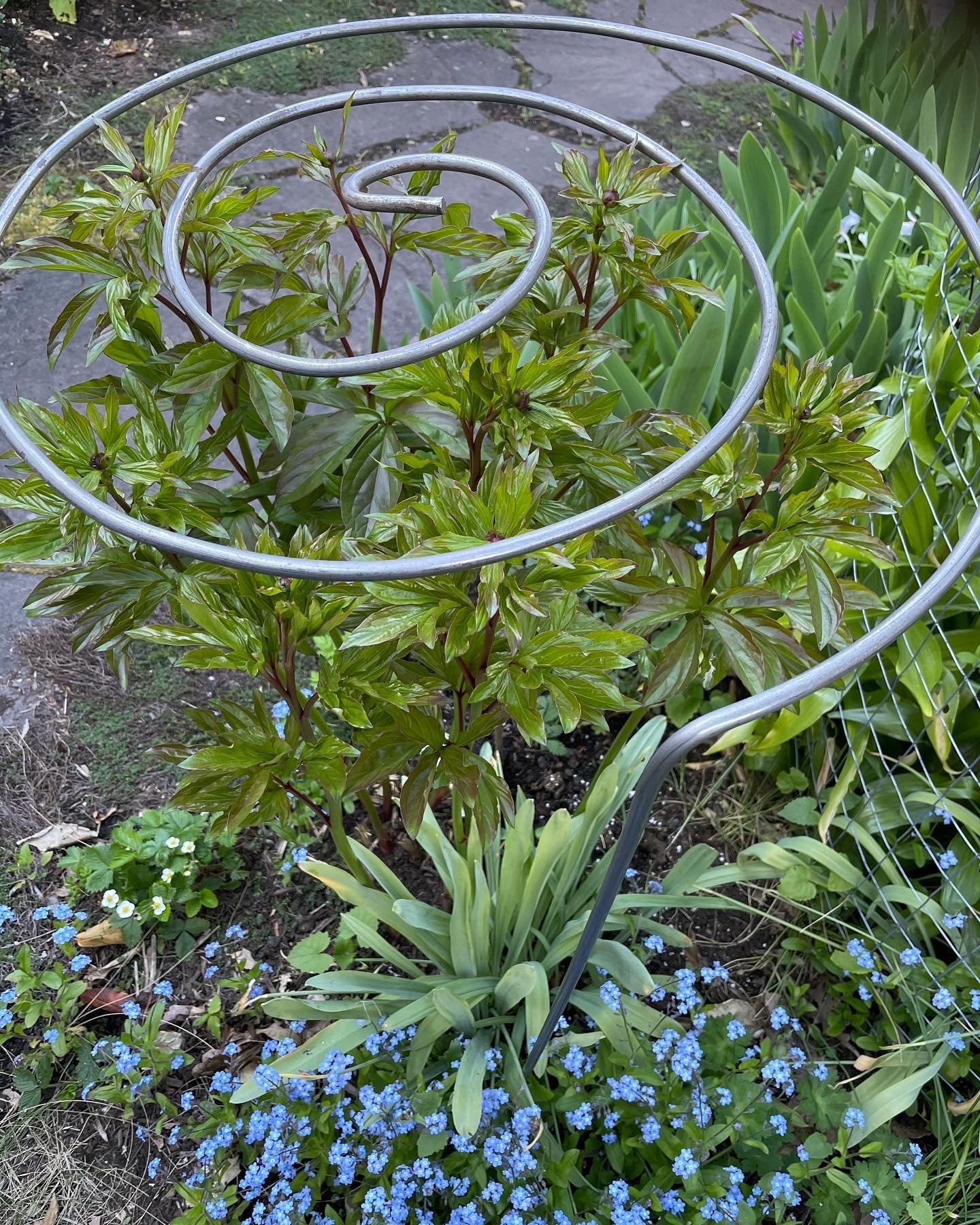 Spiral Plant Support In Garden