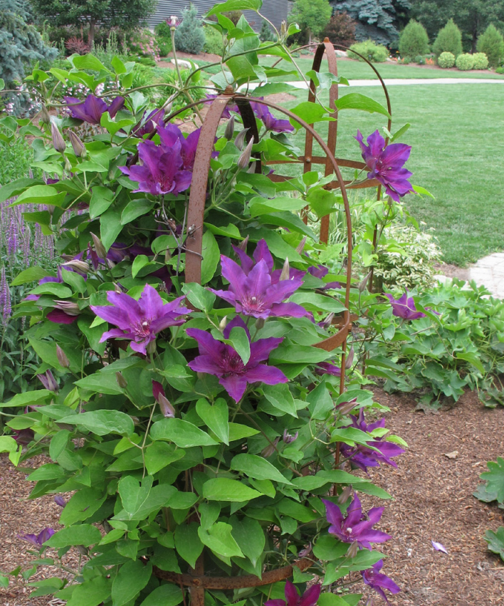 Pillar Plant Supports