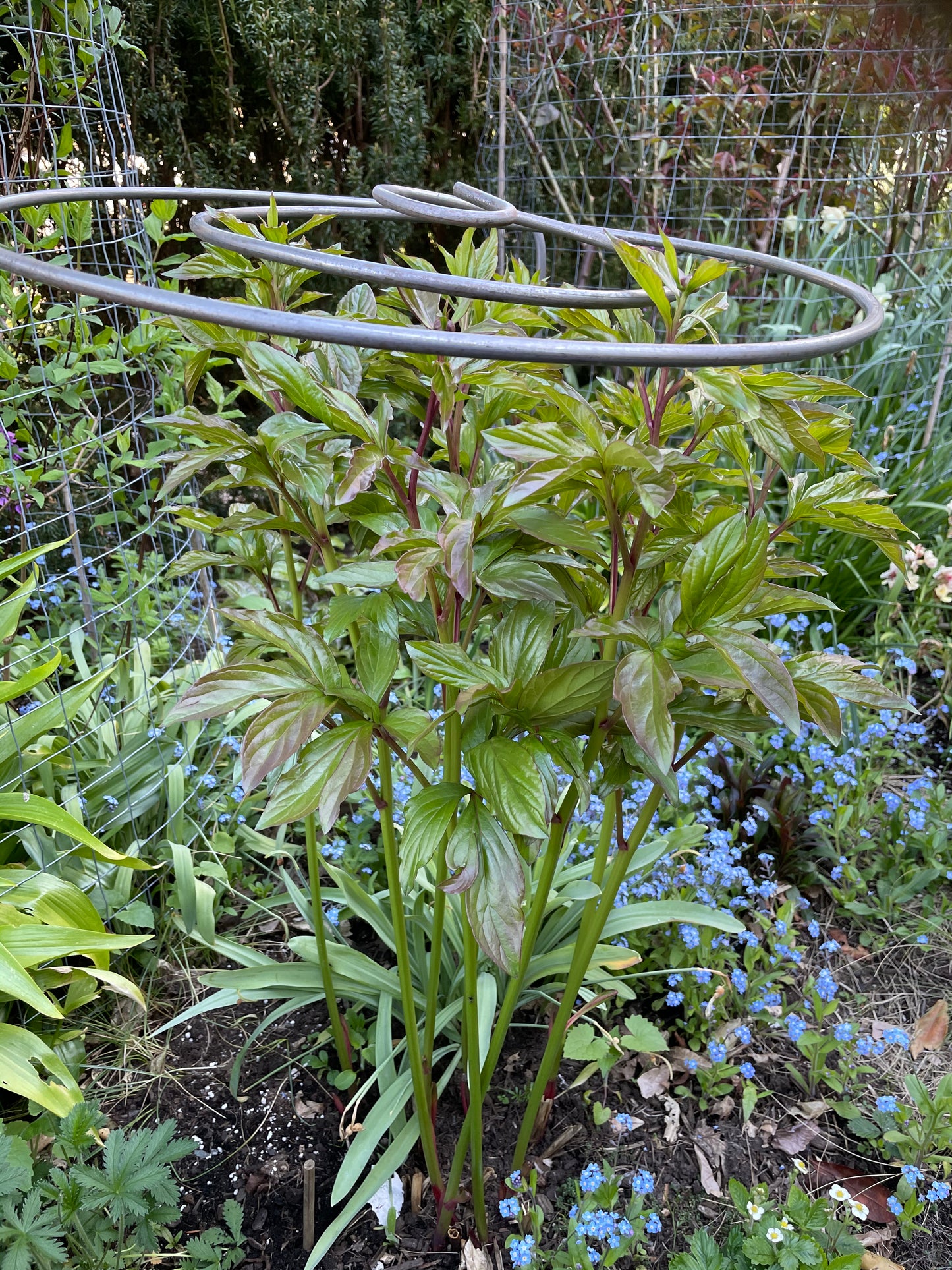 Spiral Plant Support In Garden