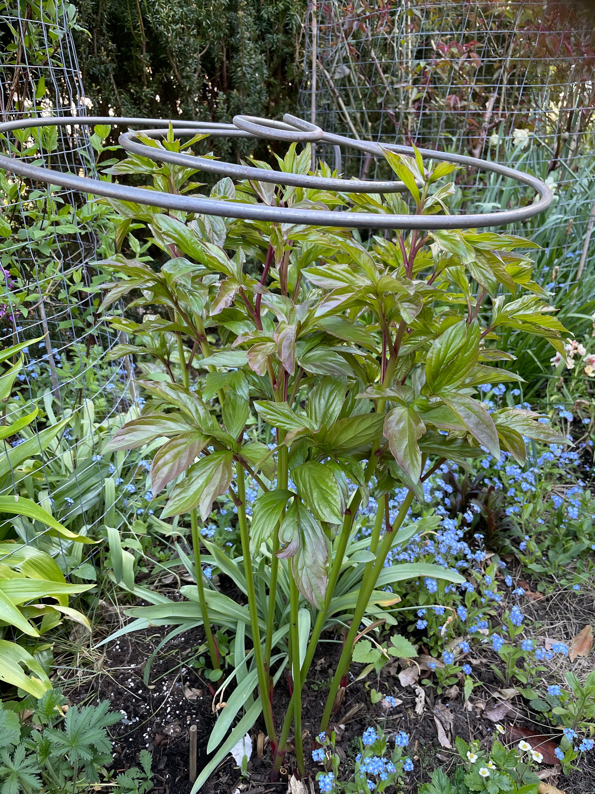 Spiral Plant Support In Garden