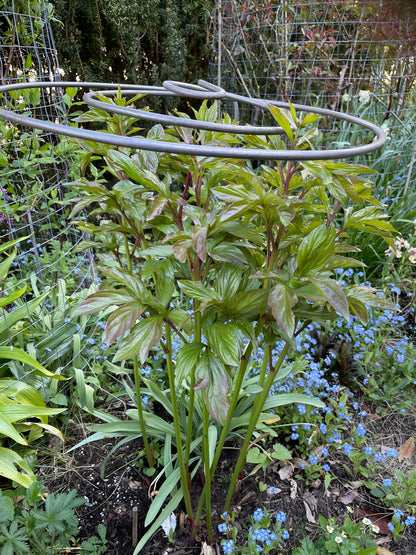Spiral Plant Support In Garden
