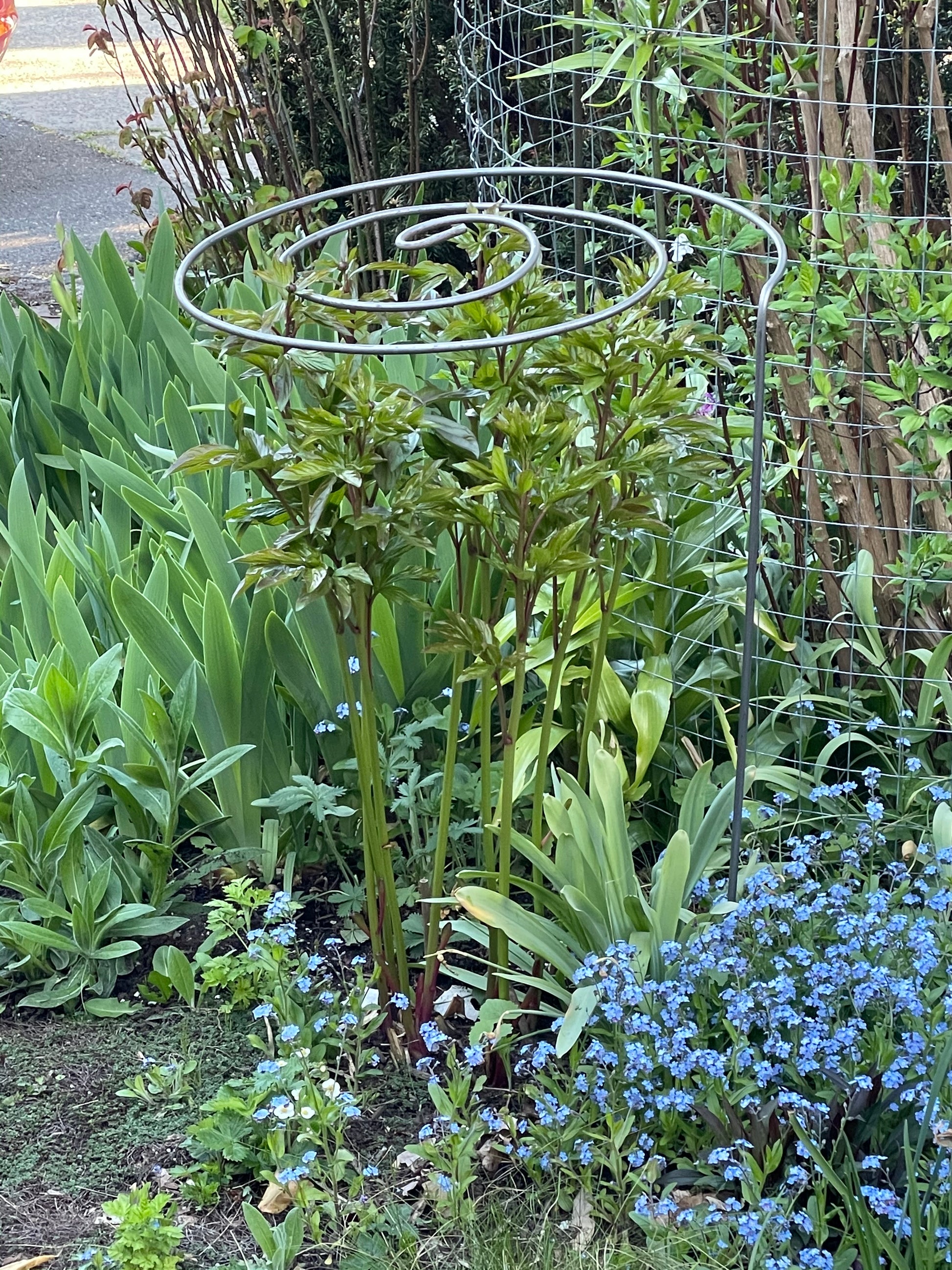 Spiral Plant Support In Garden