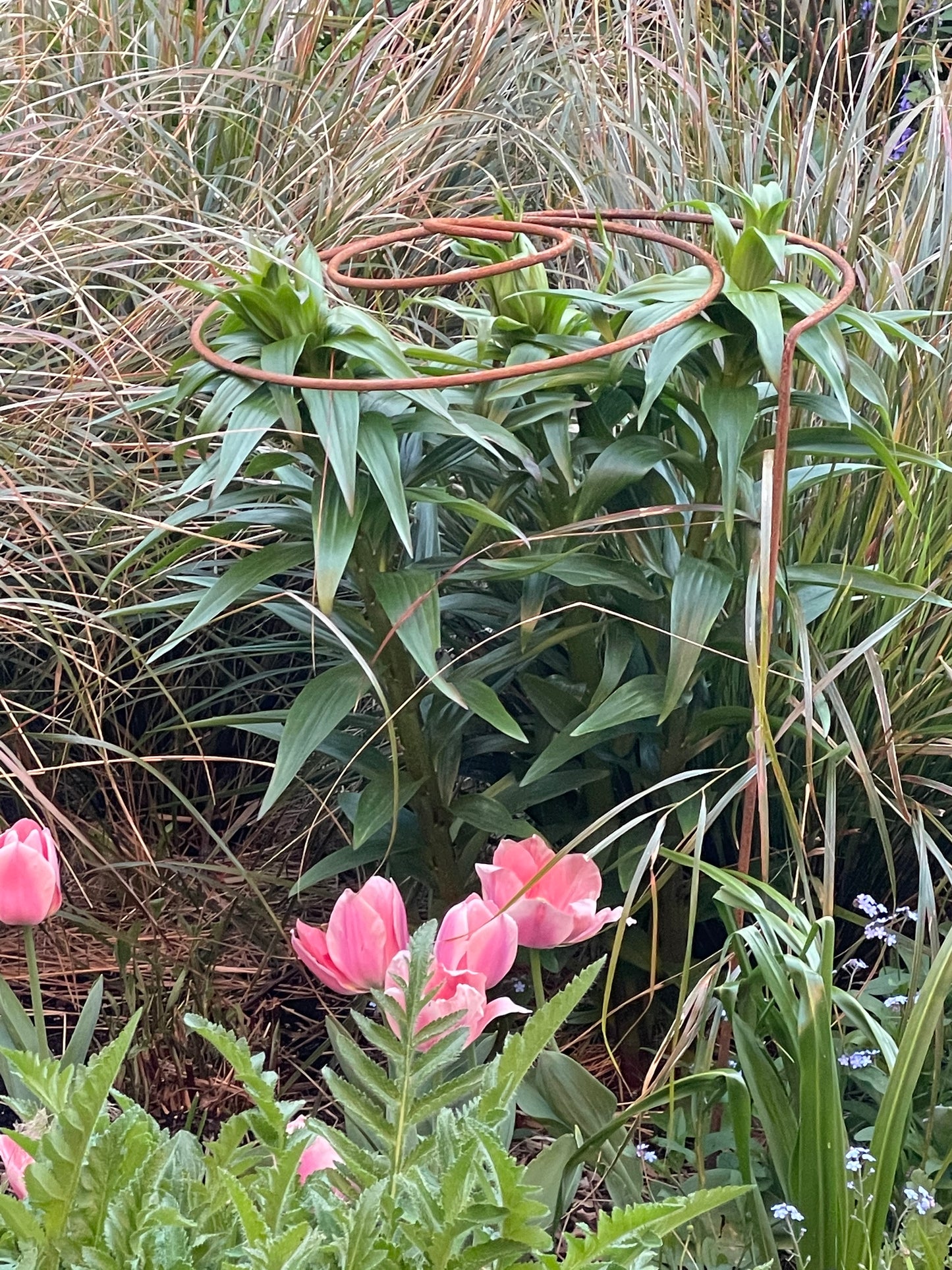 Spiral Plant Support In Garden