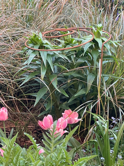 Spiral Plant Support In Garden