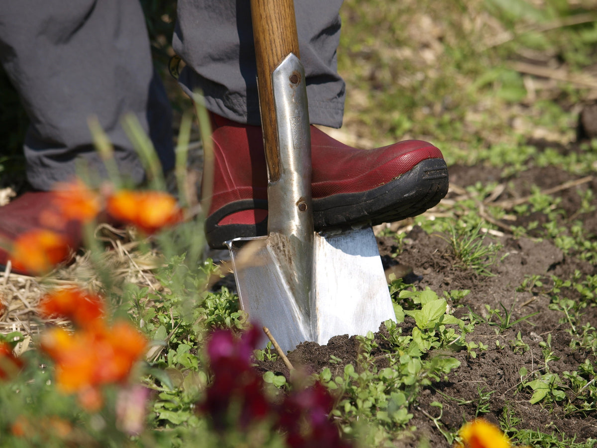 Sneeboer D-Handle Steel Spade With Steps, Ash Wood being used in the garden