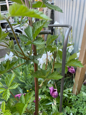 Single Stem Plant Support Loops
