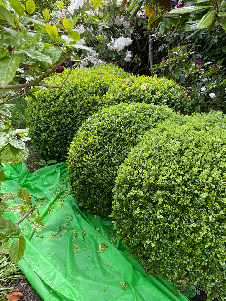 Niwaki Pruning Sheet In Garden